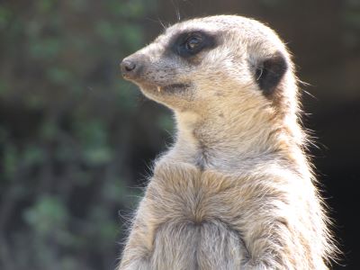 meerCat